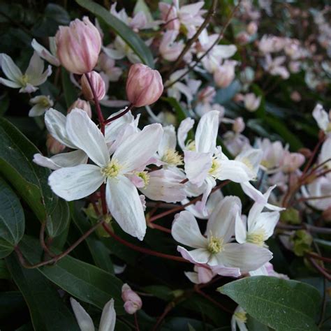 armani vines|clematis armandii plant.